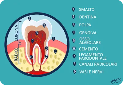 i componenti del parodonto in una immagine
